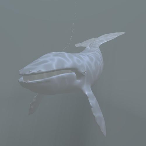 Whale preview image